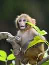 Baby Monkey Royalty Free Stock Photo