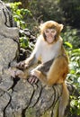 Baby Monkey Royalty Free Stock Photo