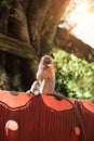 Baby monkey eating bananas under a big tree during daytime Royalty Free Stock Photo