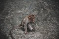 Baby Monkey Eating on the Forest Rock. Rhesus Macaque Monkeys Royalty Free Stock Photo