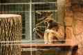 Baby monkey eating fresh corn. sitting on the rock at zoo.The concept of animals in the zoo. soft focus Royalty Free Stock Photo