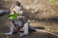 Baby monkey eating leaf