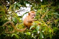 Baby Monkey eating a seed from a Tree Royalty Free Stock Photo