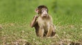 Baby Monkey Enjoying Scratch