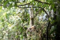 Baby monkey hanging on tree Royalty Free Stock Photo