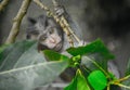 Baby monkey hanging on the tree leaves fruit buds color black green animal natur