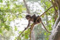 Baby monkey is hanging on the tree