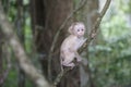 Baby monkey hanging on tree Royalty Free Stock Photo