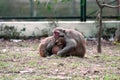 A baby monkey hiding in its mother`s lap, both taking a nap in the cold Royalty Free Stock Photo