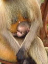 Baby monkey on his mother`s lap. Royalty Free Stock Photo