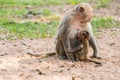 Baby monkey hold the mother mokey breast