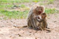 Baby monkey hold the mother mokey breast