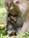 Macaque baby hugging mom