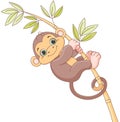 Baby Monkey