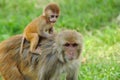 Baby monkey in Kathmandu Royalty Free Stock Photo