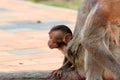 Baby monkey Royalty Free Stock Photo