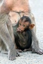 Baby monkey Royalty Free Stock Photo