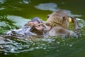 Baby monkey or Macaca practicing swimming on mother`s back a lovely time it was all wet and looking for help at Kaeng Krachan Royalty Free Stock Photo