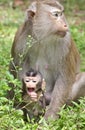 Baby Monkey with Mom