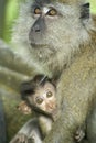 Baby monkey with mother Royalty Free Stock Photo