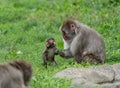 Baby monkey with mother nearby is teaching her monkey business Royalty Free Stock Photo