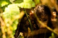 Baby monkey between plants Royalty Free Stock Photo