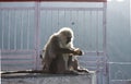 A baby monkey playing around with its mother eating biscuits from a packet. Naughty animals concept