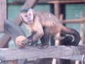 Baby monkey playing with coconut Royalty Free Stock Photo