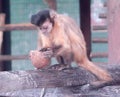 Baby monkey playing with coconut Royalty Free Stock Photo