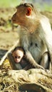 A baby monkey playing with its mother