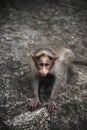 Baby Monkey Posing on the Forest Rock. Rhesus Macaque Monkeys Royalty Free Stock Photo