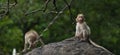 Baby Monkey Posing on the Forest Rock. Rhesus Macaque Monkeys Royalty Free Stock Photo