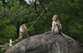 Baby Monkey Posing on the Forest Rock. Rhesus Macaque Monkeys Royalty Free Stock Photo