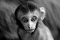 Baby monkey, Processed in monochrome Royalty Free Stock Photo