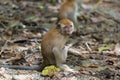 Baby Monkey in Pulau Ubin Island Royalty Free Stock Photo