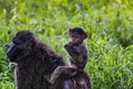 Baby monkey riding on back of mother