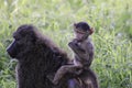 Baby monkey riding on back of mother Royalty Free Stock Photo