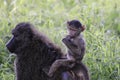 Baby monkey riding on back of mother