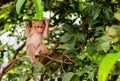 Baby Monkey say hello ! Royalty Free Stock Photo
