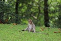 The baby Monkey is sitdown on grass garden in front of forest Royalty Free Stock Photo