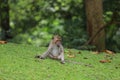 The baby Monkey is sitdown on grass garden in front of forest Royalty Free Stock Photo