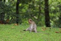 The baby Monkey is sitdown on grass garden in front of forest Royalty Free Stock Photo