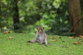 The baby Monkey is sitdown on grass garden in front of forest Royalty Free Stock Photo