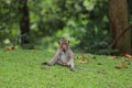 The baby Monkey is sitdown on grass garden in front of forest Royalty Free Stock Photo
