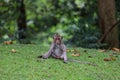 The baby Monkey is sitdown on grass garden in front of forest Royalty Free Stock Photo