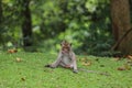 The baby Monkey is sitdown on grass garden in front of forest Royalty Free Stock Photo