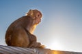 Baby monkey sitting on the fence of the bridge in Rishikesh, Uttarakhand, India. Royalty Free Stock Photo