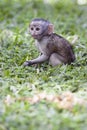 Baby monkey sitting in the grass Royalty Free Stock Photo
