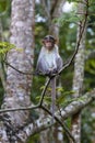 Baby Monkey sitting on a tree wayand Royalty Free Stock Photo
