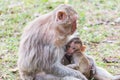 Baby monkey sucks the milk of it`s mother Royalty Free Stock Photo